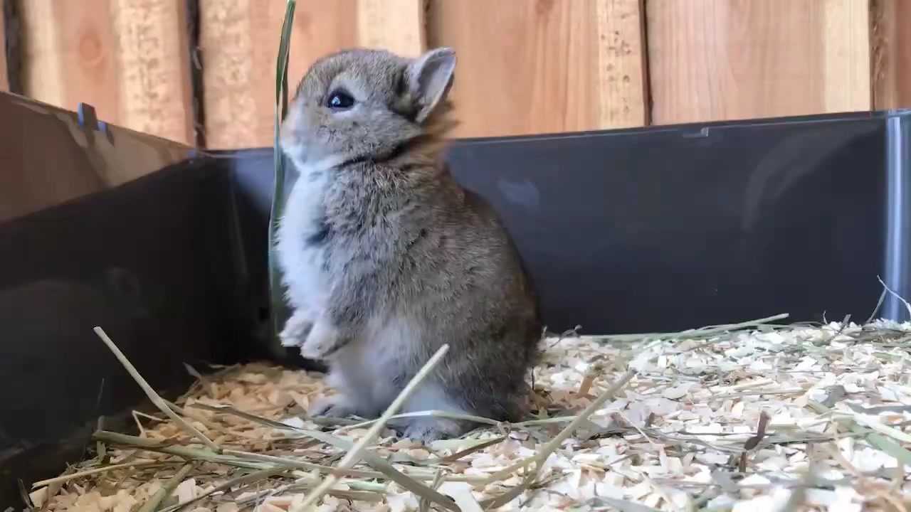 纯种侏儒兔幼崽