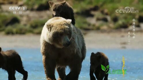 棕熊一家在等待鲑鱼洄游，小熊竟咬妈妈的耳朵玩，太逗