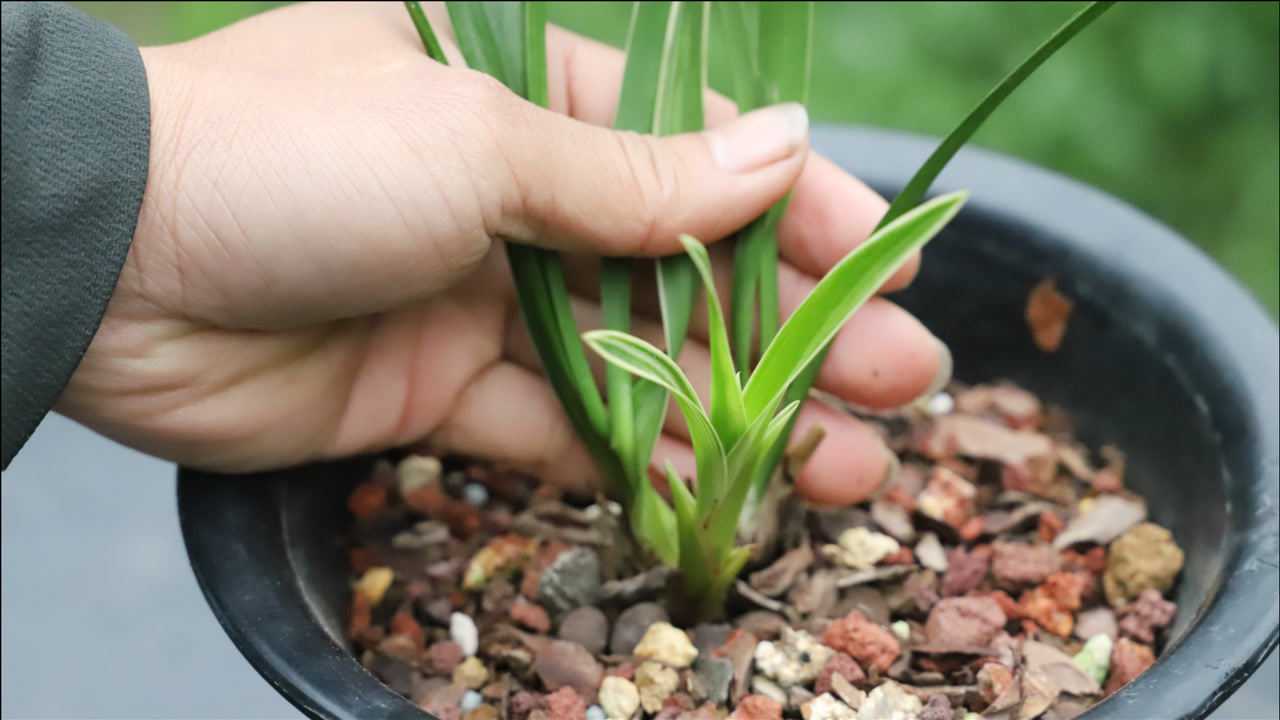 春季养兰花壮芽法谨记这3招条条新芽如手指大