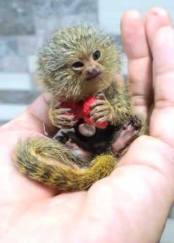 《卡酷动物园》微信公众号使用,世界最小的猴子