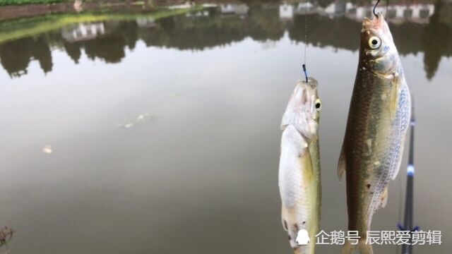 家门前这个小堰塘,一下杆就是双飞,这鱼口简直太好了!