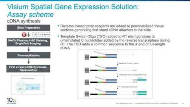 Visium空间基因表达方案:实验流程