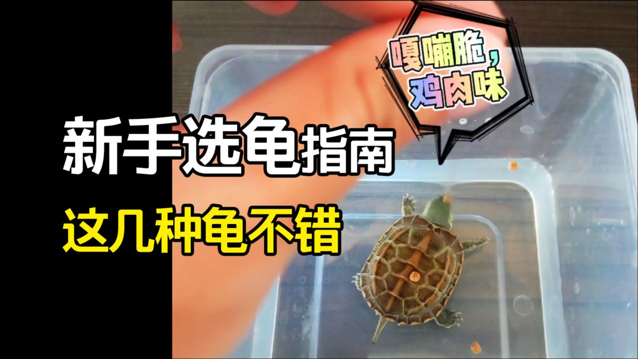 养龟心得_【养龟入门】新手选哪种龟好养呢？这几种不错哦！_高清1080P在线观看平台_腾讯视频
