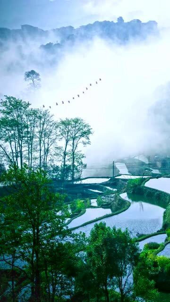 归隐山林时光清浅,鸟语花香,风清雾茫