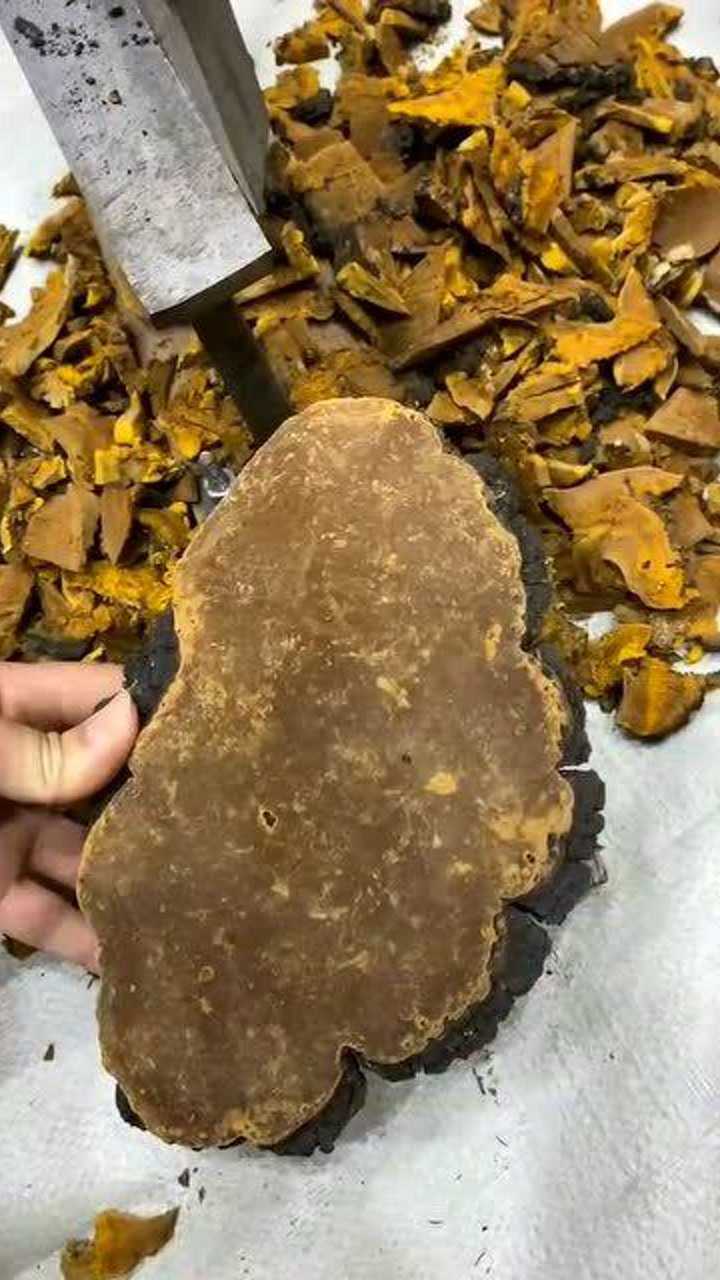 桑黄多少钱一斤野生桑黄桑黄的功效桑黄切片