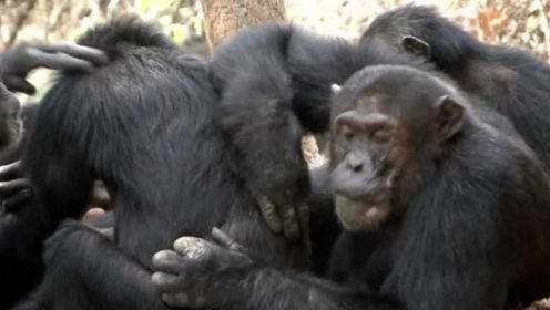 人类的行为能在动物社会中找到映射，黑猩猩为了混口肉吃也会出卖肉体啊！