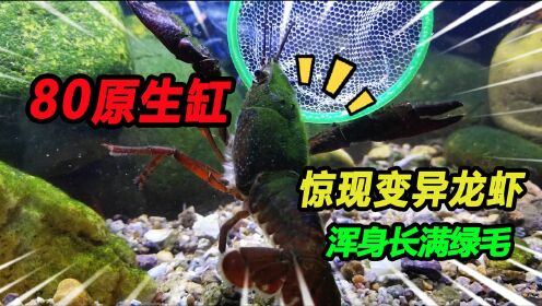 [图]80原生缸惊现变异小龙虾，浑身长满绿毛，鳌钳直击魔蓝火山破坏者