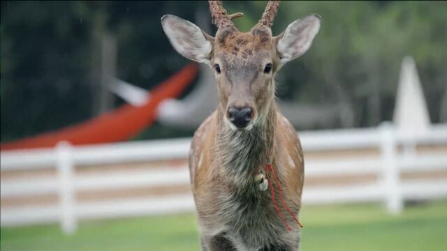 《宠物一千零一夜》速看:梅花鹿斑比吃饭还要纸巾擦嘴,温暖又治愈