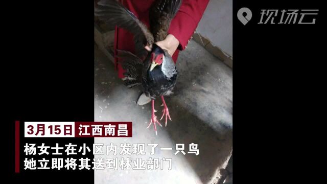 小区来了位“外来客” 竟是国家二级保护动物