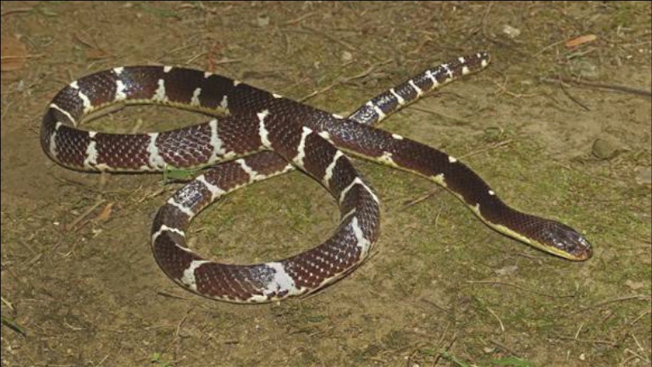 以"白素贞"命名!云南盈江发现剧毒蛇新种"素贞环蛇"