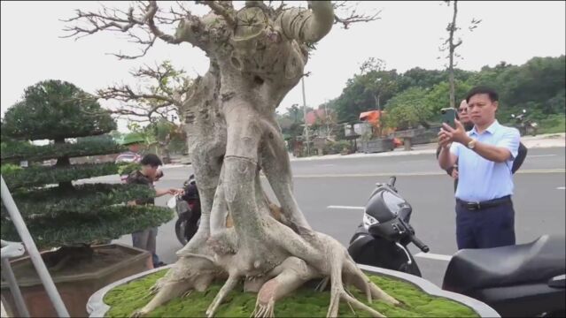 这样的盆景“成精了”!“活的雕塑”价值不菲,每一盆都值得细品