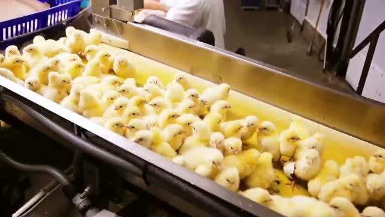 北美现代化的鸡苗孵化工厂_高清