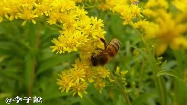 陌上花开|李子说