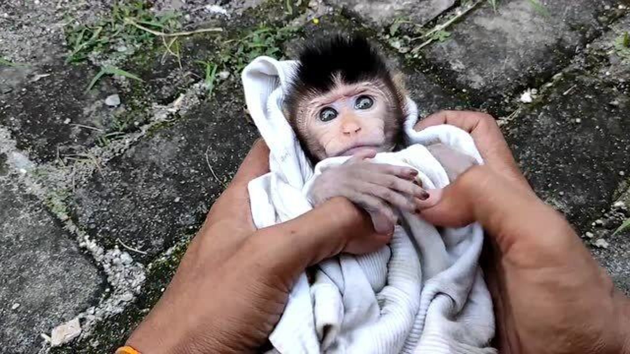 断尾猴1:印尼猴主嫌小猴子尾巴太长01_腾讯视频