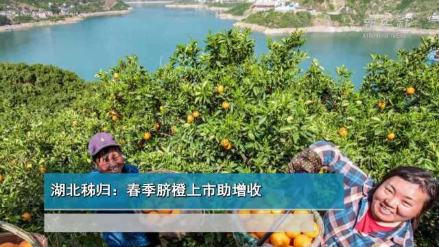 湖北秭归:春季脐橙上市助增收