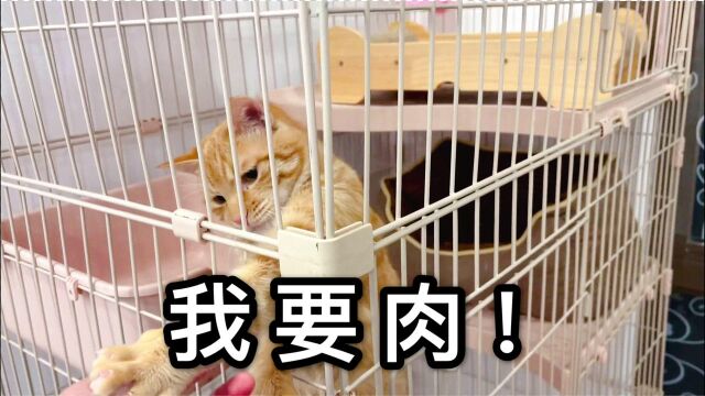 会撒娇的橘猫有肉吃!谁能无视一只胖橘的卖萌呢?铲屎官:都给你