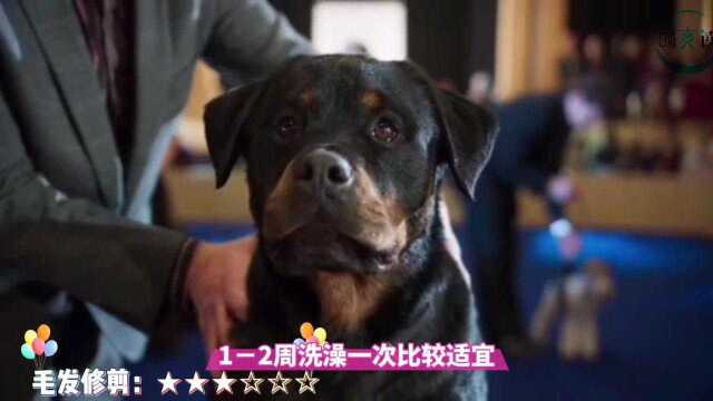 咬合力巨猛的罗威纳犬一分钟看懂你的狗爱宠综合指数下