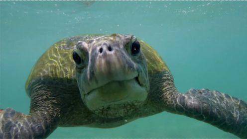 斯里兰卡有着广阔的海洋环绕，吸引着海龟和鲸在内的众多海洋生物！
