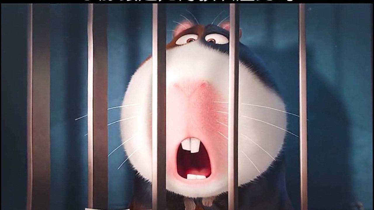 小豚鼠是如何教训渣男的#爱宠大机密2