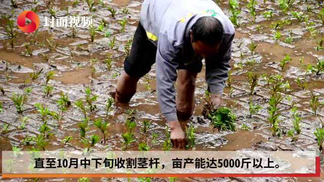 春耕“栽草”忙 四川古蔺大力发展种植赶黄草 助力国家级医药产业基地建设