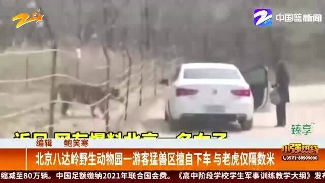 北京八达岭野生动物园一游客猛兽区擅自下车 与老虎仅隔数米