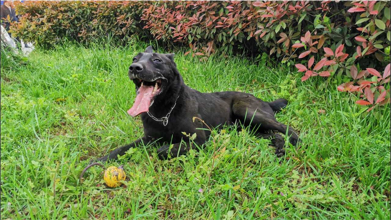 拉布拉多和马犬杂交的狗太厉害,服从性好还会上树,多少钱都不卖_腾讯