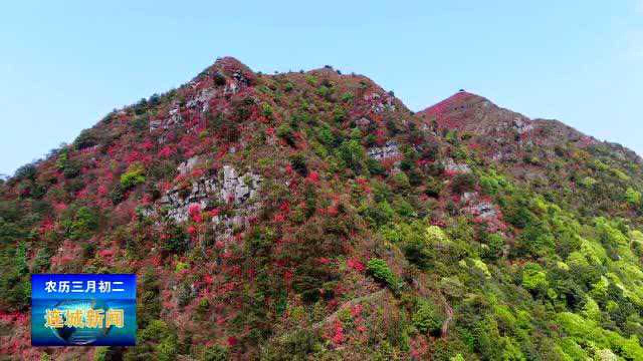 朋口镇金龙村正是人间四月天岭上开遍映山红02