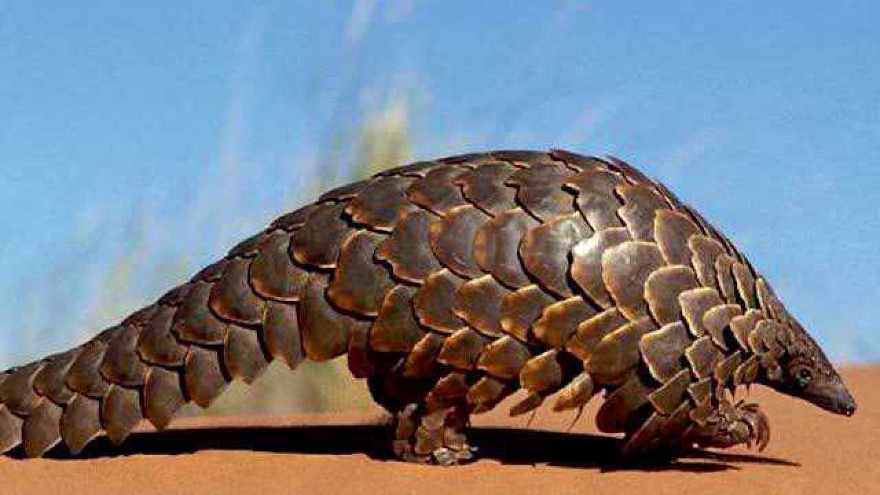 Панголин или броненосец. Панголин это броненосец или нет. Броненосец и панголин. Отряд панголины. Панголин или броненосец.