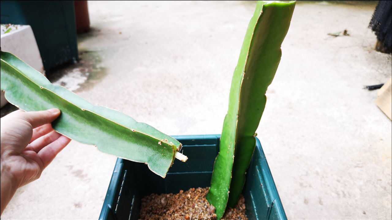 扦插火龙果,这招最简单,放盆里不用管,很快长根成活