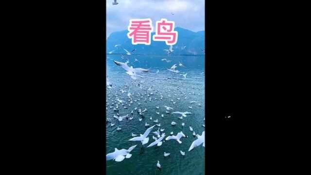 天蓝海绿白海鸥