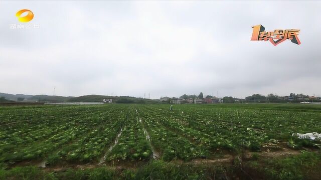 (一帮到底)衡阳常宁:10万斤包菜滞销 菜农忧心忡忡盼销路