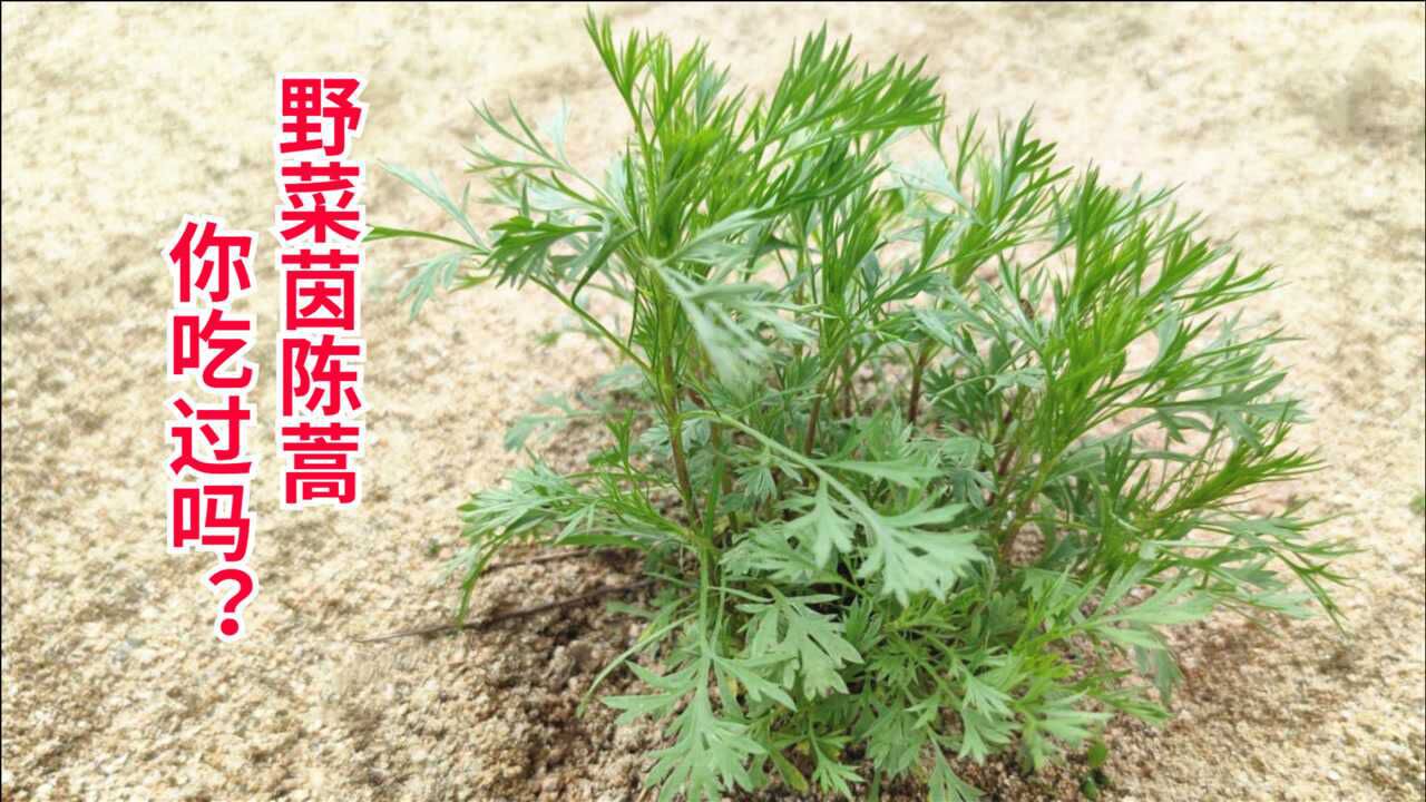 农村常见的茵陈蒿香气扑鼻现在正是采摘的时候你们吃过吗