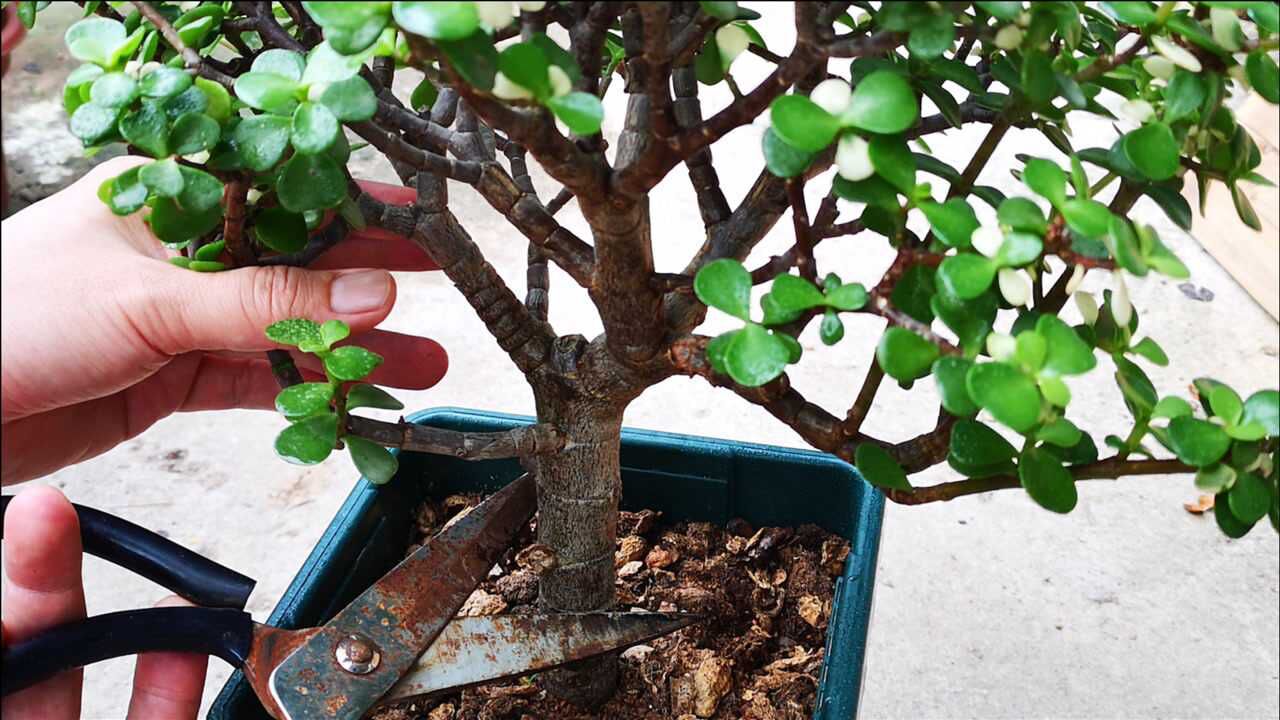 修剪金枝玉叶小苗只需简单几步株型变得挺立紧凑
