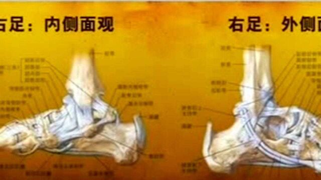 第一次崴脚要重视,专家从人体结构出发,为您剖析崴脚严重性