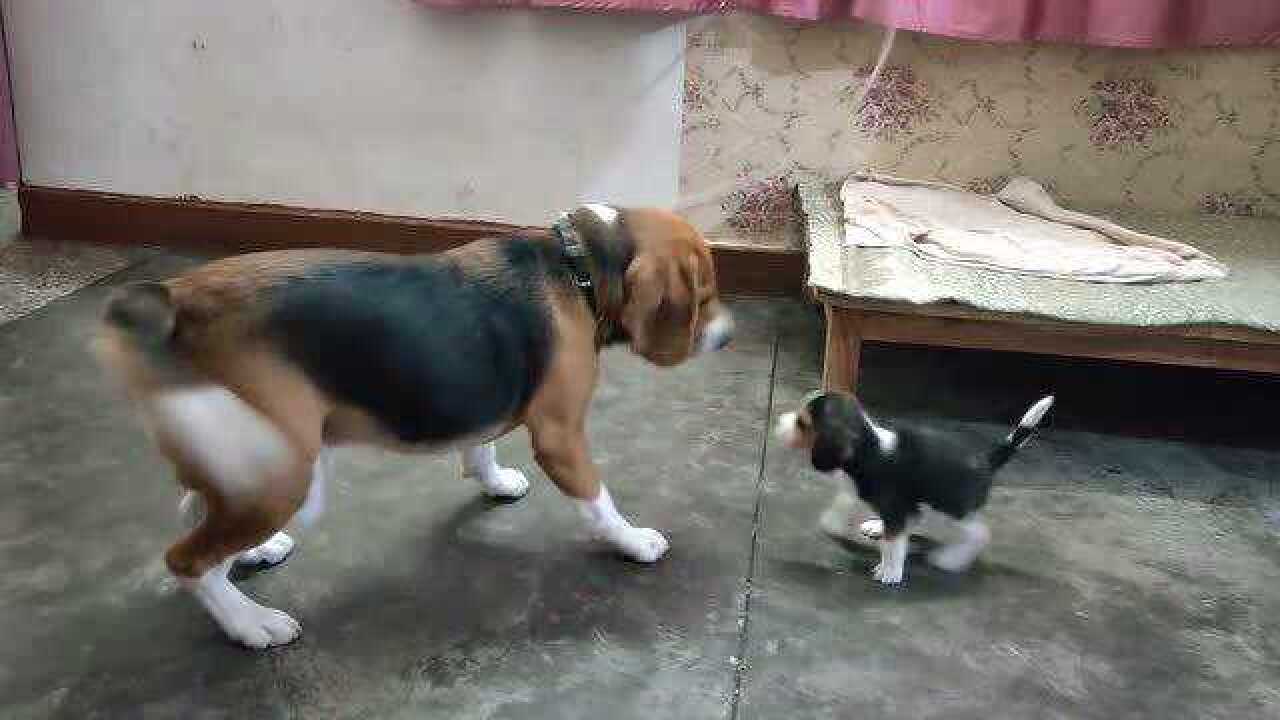 小狗狗斗大狗,这只小狗狗太可爱了吧