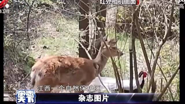 江西:梅花鹿白鹇野外同框