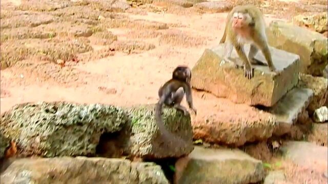 不幸的小猴子丹妮拉遭群殴,丹妮拉勇敢反击!