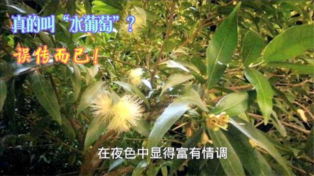 水葡萄,一种因为名字同音而被误叫的植物,正确叫法是什么呢