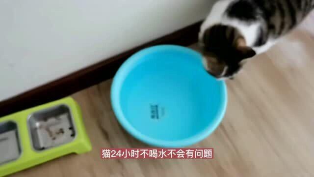 猫咪24小时不喝水会有问题吗,这要看平时饮水习惯,你们觉得呢?