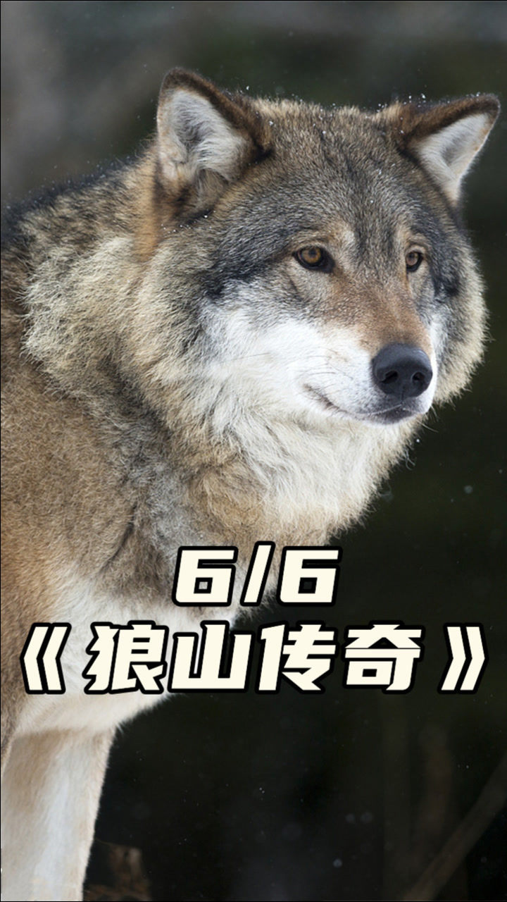 一匹狼是如何从迷茫卑微的少年模样,成长到狼王的?(六)_高清1080P在线观看平台_腾讯视频