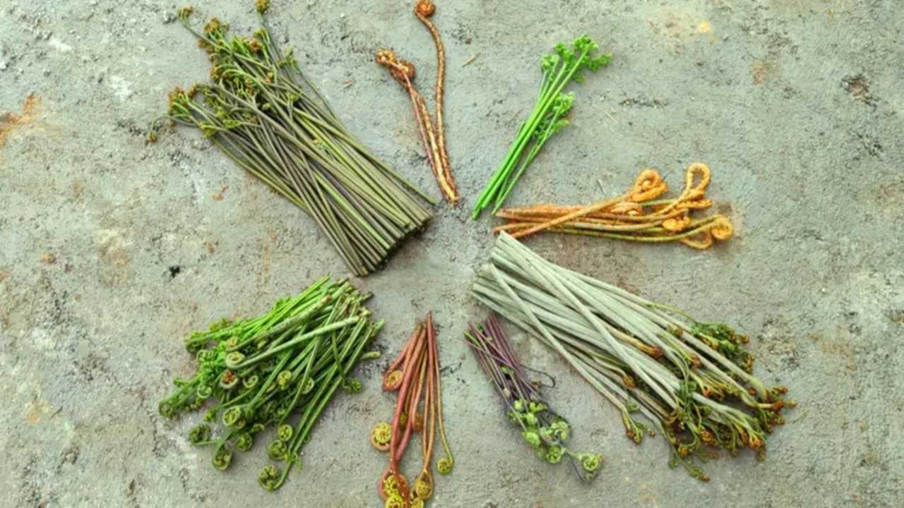 7种蕨菜大汇聚哪些能吃哪些不能吃你知道吗有你最爱吃的吗