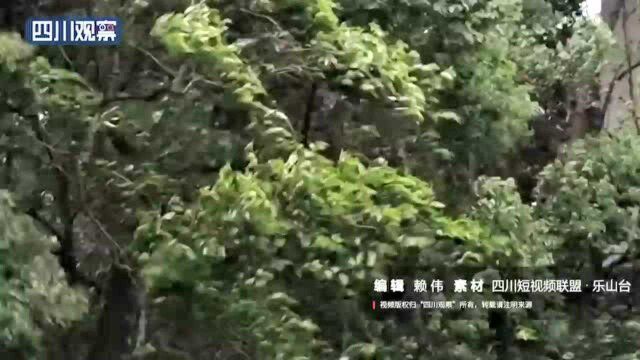 天气突然“变脸” 乐山多地遭暴雨突袭