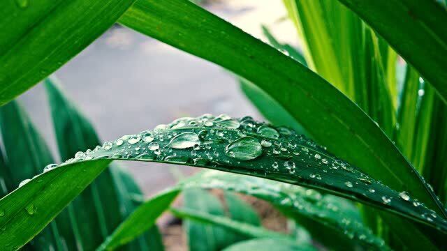 【大自然】雨声伴随着钢琴曲 适合睡眠 静心学习工作的背景音乐