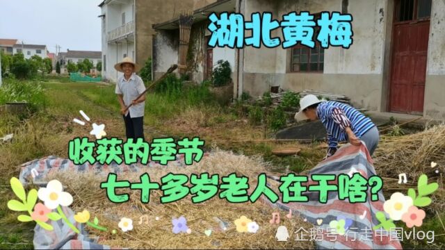 中国黄梅戏故乡,有一个长寿村这里老人勤劳朴实,七十多岁依然健步如飞