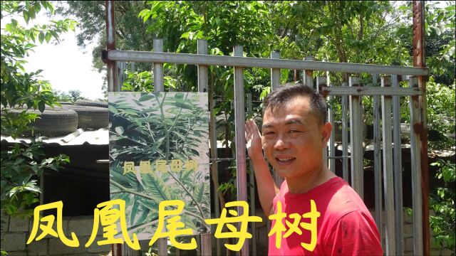 老林帮网友买三棵凤凰尾一代苗,不到15公分高就要300块钱一棵