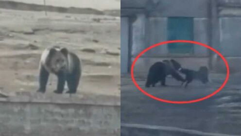 一只棕熊闯入西藏军营，本以为无敌了，却不料被藏獒赶跑！