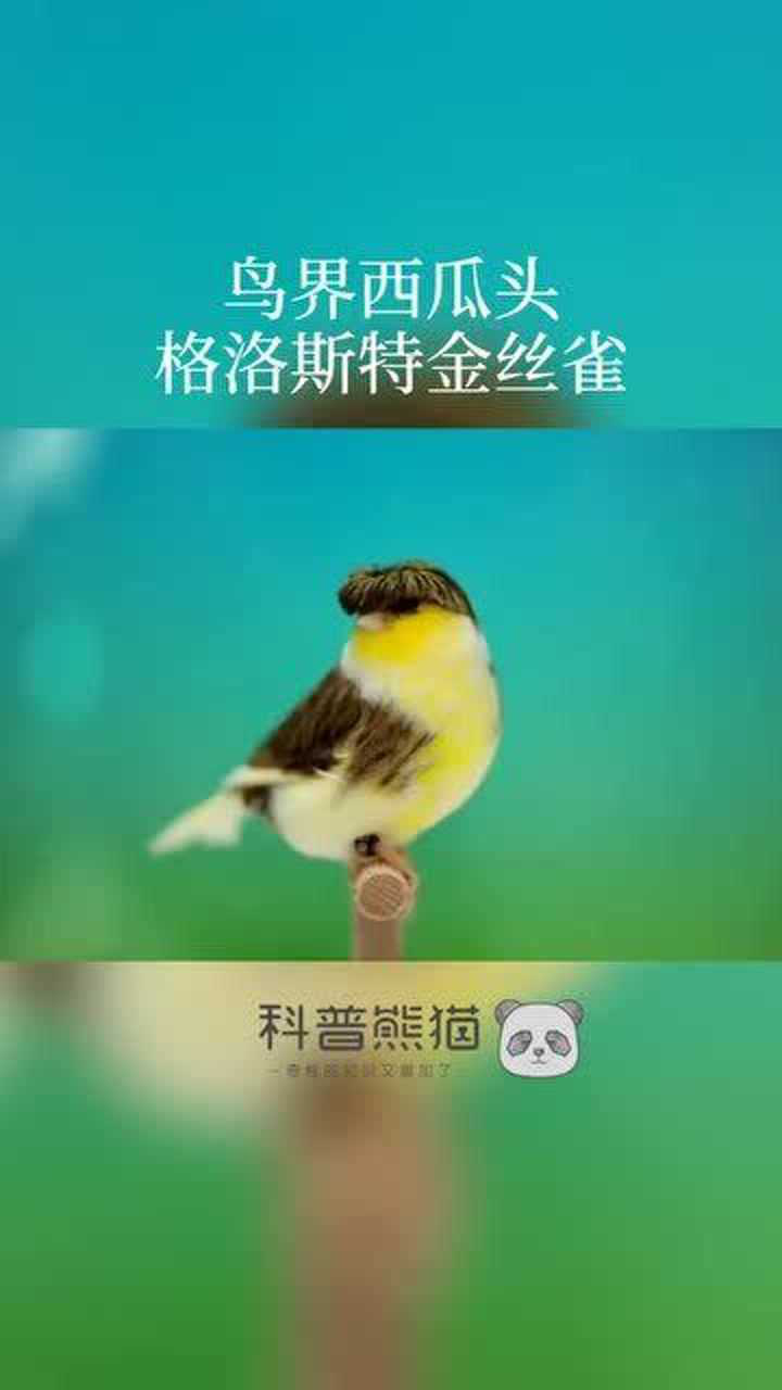 在1925年被选育出的格洛斯特金丝雀,有着鸟界独一无二的西瓜头造型