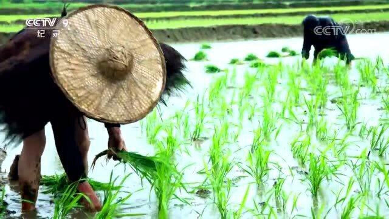 “锄禾日当午,汗滴禾下土”又到辛苦的夏种之时_高清1080P在线观看平台_腾讯视频