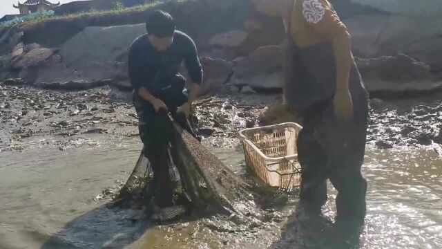 干枯的小水潭,老渔民一网下去一百斤,两个壮汉都拉不起