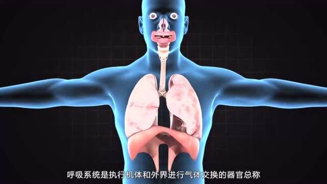 医维度3D人体解剖九大系统之呼吸系统